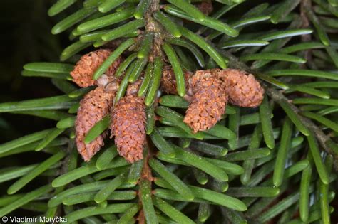 Picea Omorika Smrk Omorika Pladias Database Of The Czech Flora And