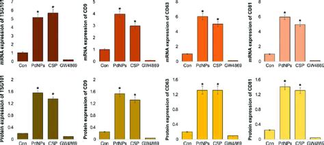 Mrna And Protein Expression Levels Of Exosomal Markers Tsg Cd