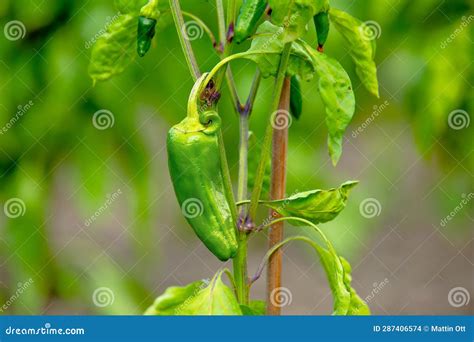 Green Pepper Grow at Young Plant Become a Organic Fresh and Spicy Fruit Ready for Harvest Stock ...