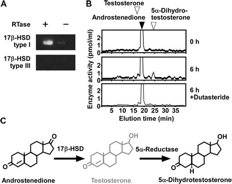 Steroid Formation From Androstenedione In Cos 7 Cells A Rt Pcr