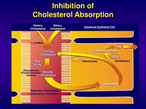 Ppt Pathway Of Exogenous Cholesterol Metabolism Powerpoint