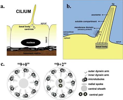 Structure of cilia. (a) Cilia are cellular organelles composed of ...