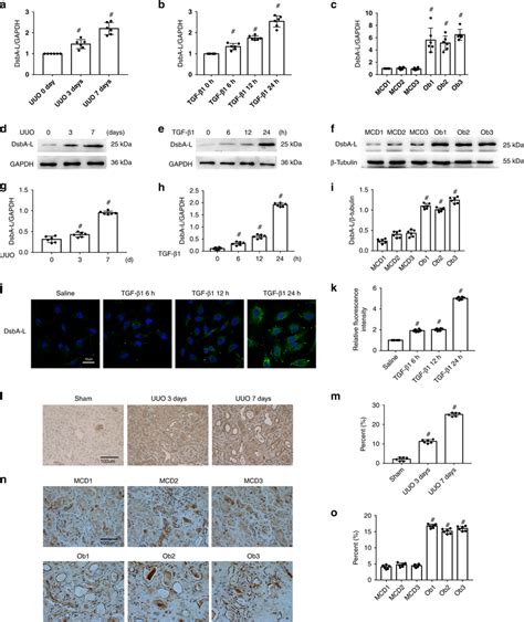 Induction Of Dsba L In Bumpt Cells Treated By Tgf And The Kidneys Of