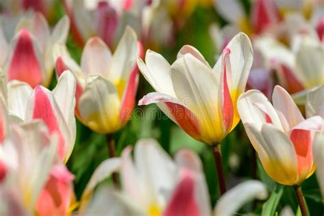 Pole Colourful Tulipany W Holandia Wiosna Czas Kwitnie W Keukenhof