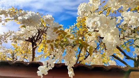 Festival des glycines de Montchat à Lyon la floraison retardée une