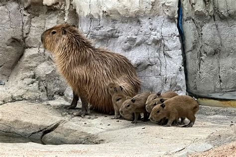 Houston Zoo's baby boom continues with new capybara pups