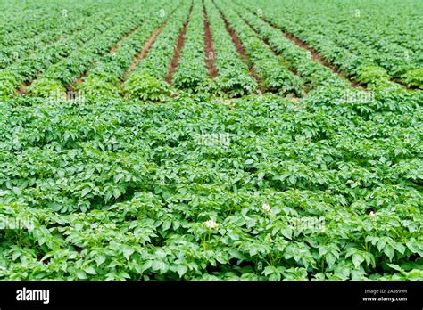 Potatoes Plantations Grow In The Field Vegetable Rows Farming