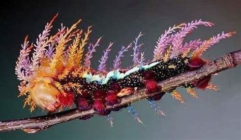 The caterpillar of the saturniidae moth 🔥🔥🔥 : r/NatureIsFuckingLit