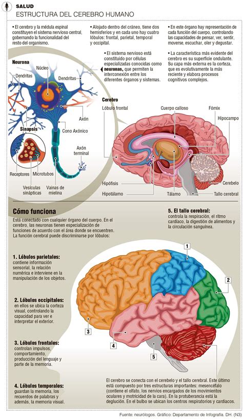 Datos Curiosos Del Cerebro Anatomy And Physiology Physiology Anatomy