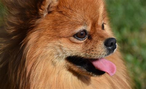 Cómo saber si mi pomerania es de raza Físico y comportamiento