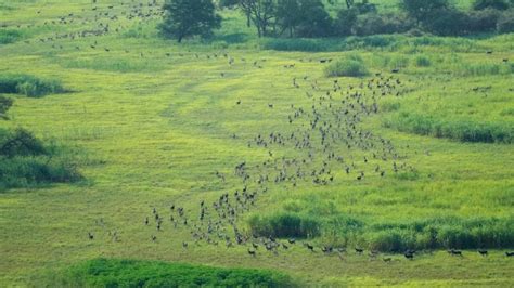 Million Antelopes Complete World S Largest Land Mammal Migration In