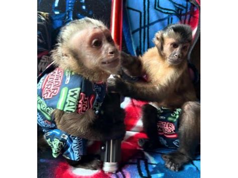 Charming Male And Female Capuchin Monkeys Arcadia Pennswoods Classifieds