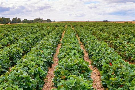 Recommended Strawberry Varieties By State Updated 2022