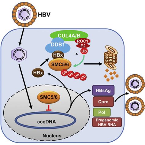 Hepatitis B Virus X Protein Promotes Degradation Of Smc To Enhance