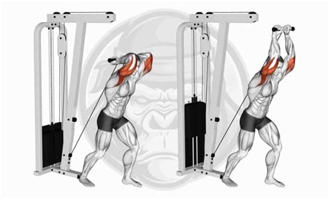 The 10 Best Long Head Tricep Exercises 2024 Jacked Gorilla