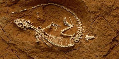 Paleontologia Fósseis Pegadas Evidências e Âmbar Biologia