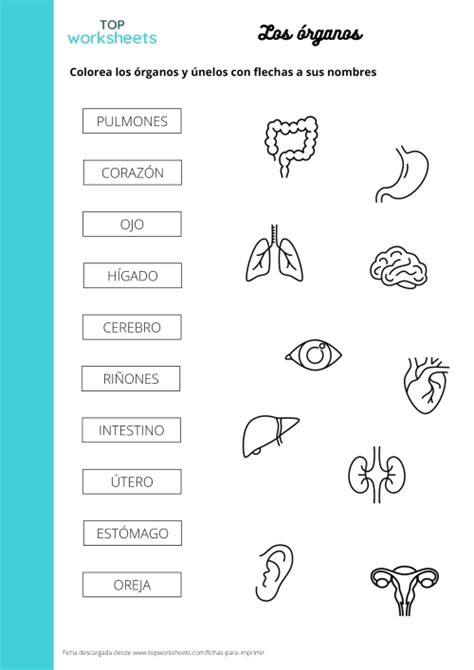 Fichas Para Imprimir Del Cuerpo Humano Topworksheets