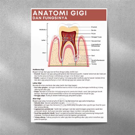 Jual Poster Kesehatan Anatomi Gigi A3 Gambar Edukasi Kedokteran