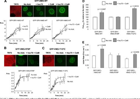 Figure From Kda Heat Shock Cognate Protein Hsc Mediates