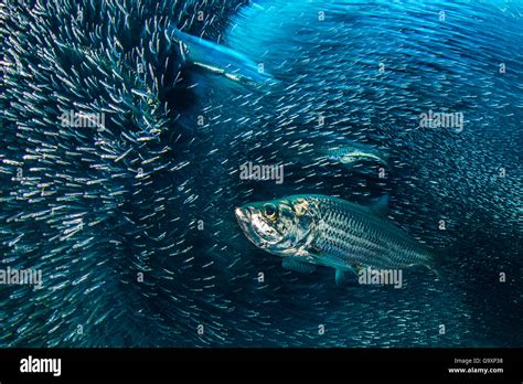 Long Exposure Of A Group Of Tarpon Megalops Atlanticus Hunting A