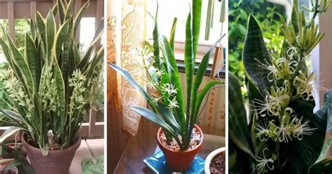 Cómo Ayudar A La Sansevieria A Crecer Más Rápido Mis Consejos Jardinería