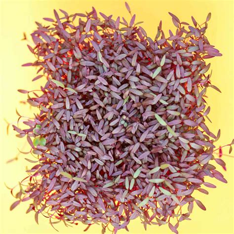 Red Amaranth Microgreens Seeds ︎ Mp Seeds