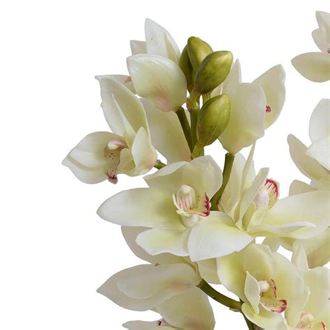 Cymbidium Orchid Arrangement - White – New Growth Designs