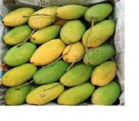 Yellow Organic Dashehari Mango Carton Packaging Size Kg At Best