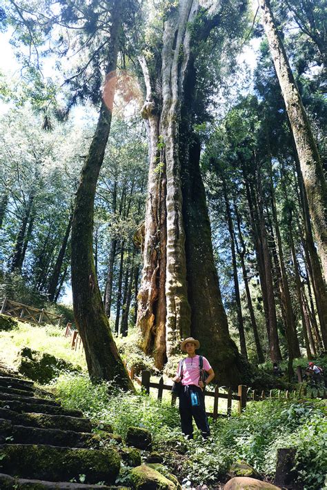 【水山巨木步道 】一條結合阿里山森林鐵道文化與探訪千年水山巨木的步道 Mobile01