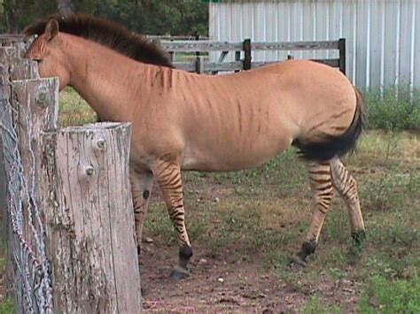 Zorse With Very Few Stripes Zedonk Zonkey Zebra Crossing Appaloosa