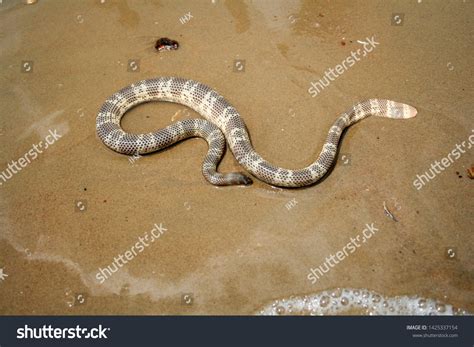 1,413 Venomous Sea Snakes Images, Stock Photos, 3D objects, & Vectors ...