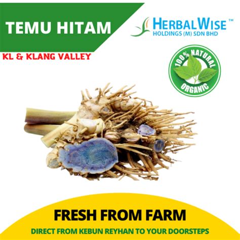 Temu Hitam Segar / Fresh Temu Hitam - 250g - Herbalwise Holdings