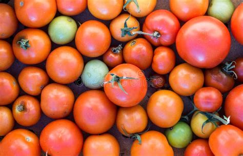 Red And Green Tomatoes In A Box Stock Image Image Of Size Green