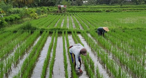 KTNA Dukung Kementan Optimalisasi Lahan Rawa AgroIndonesia