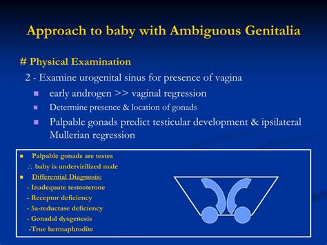 Ppt Ambiguous Genitalia Powerpoint Presentation Free Download Id