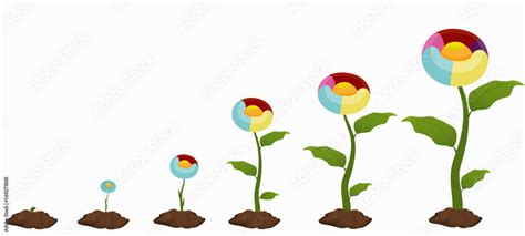 Infographic in the form 6 stages of flower growth Stock Vector | Adobe ...