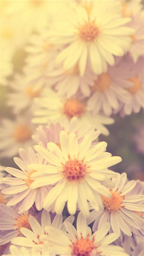 Top Daisy Phone Wallpapers Full Hd K Free To Use