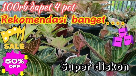 Murah Dan Berkualitas Best Seller Beli Aglaonema Disini Ekonomis