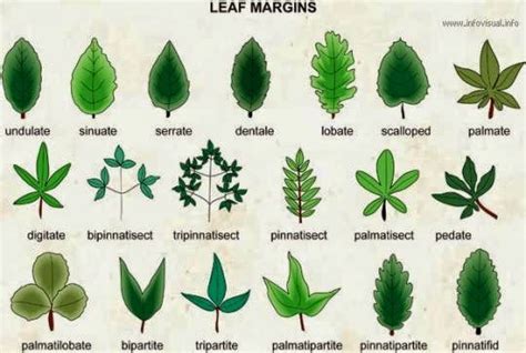 CLASSIFICATION OF PLANTS