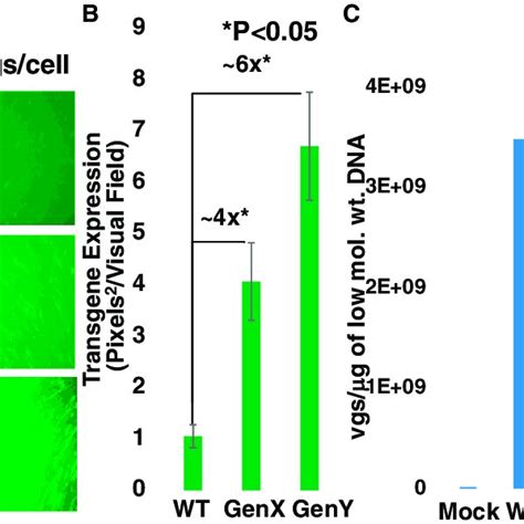 Transduction Efficiency Of Wt Genx And Geny Aavrh Vectors In