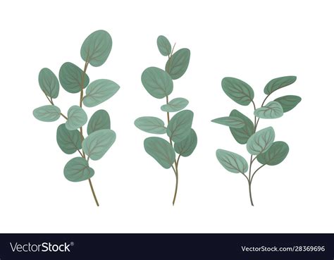 Eucalyptus Branches With Leaves Set Royalty Free Vector