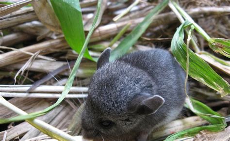 Nature and Technology: Meadow Vole, Microtus pennsylvanicus