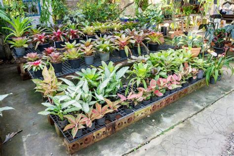 gardening plants stock photo image  grass horticulture