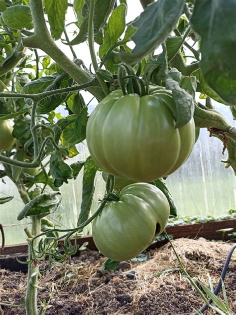 Томат Оранжевый слон: ОТЗЫВЫ (19), фото, урожайность | tomatland.ru