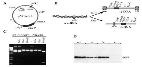 星耀小课堂剔除无关骨架序列构建线性末端闭合迷你DNA 知乎