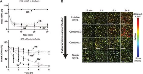 A Kinetics Of Mrna And Pdna Degradation In Biological Fluids Hepes