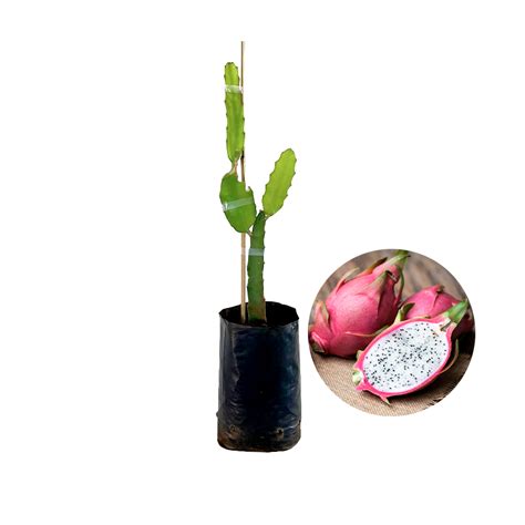 Muda De Pitaya Vermelha Polpa Branca Spagnhol Plantas Ornamentais