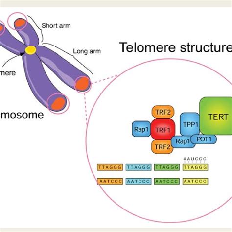 Telomeres Function