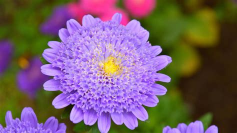 Fonds d écran Fleurs violettes fleurissant pétales printemps