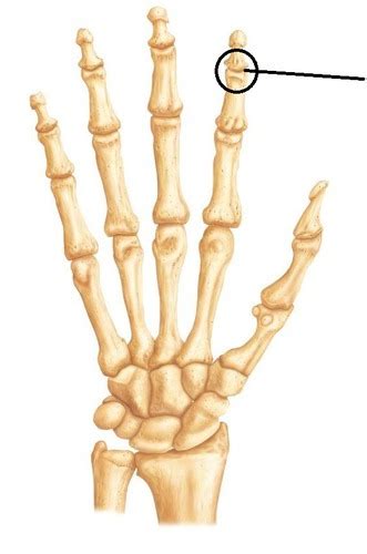 Joints Of The Hand And Wrist And The Foot And Ankle Flashcards Quizlet